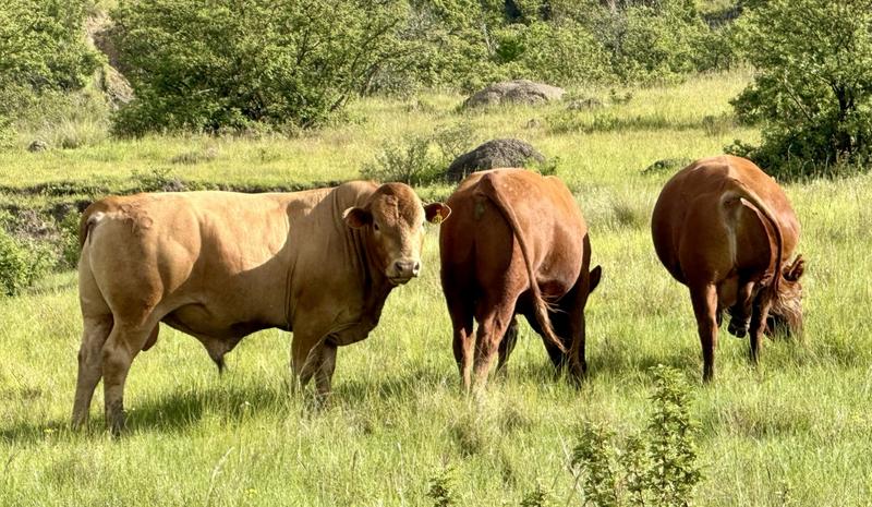 0 Bedroom Property for Sale in Harrismith Free State